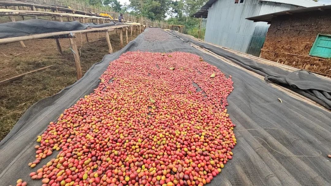 10 Days – Ethiopia Coffee & Cultural Immersion Tour